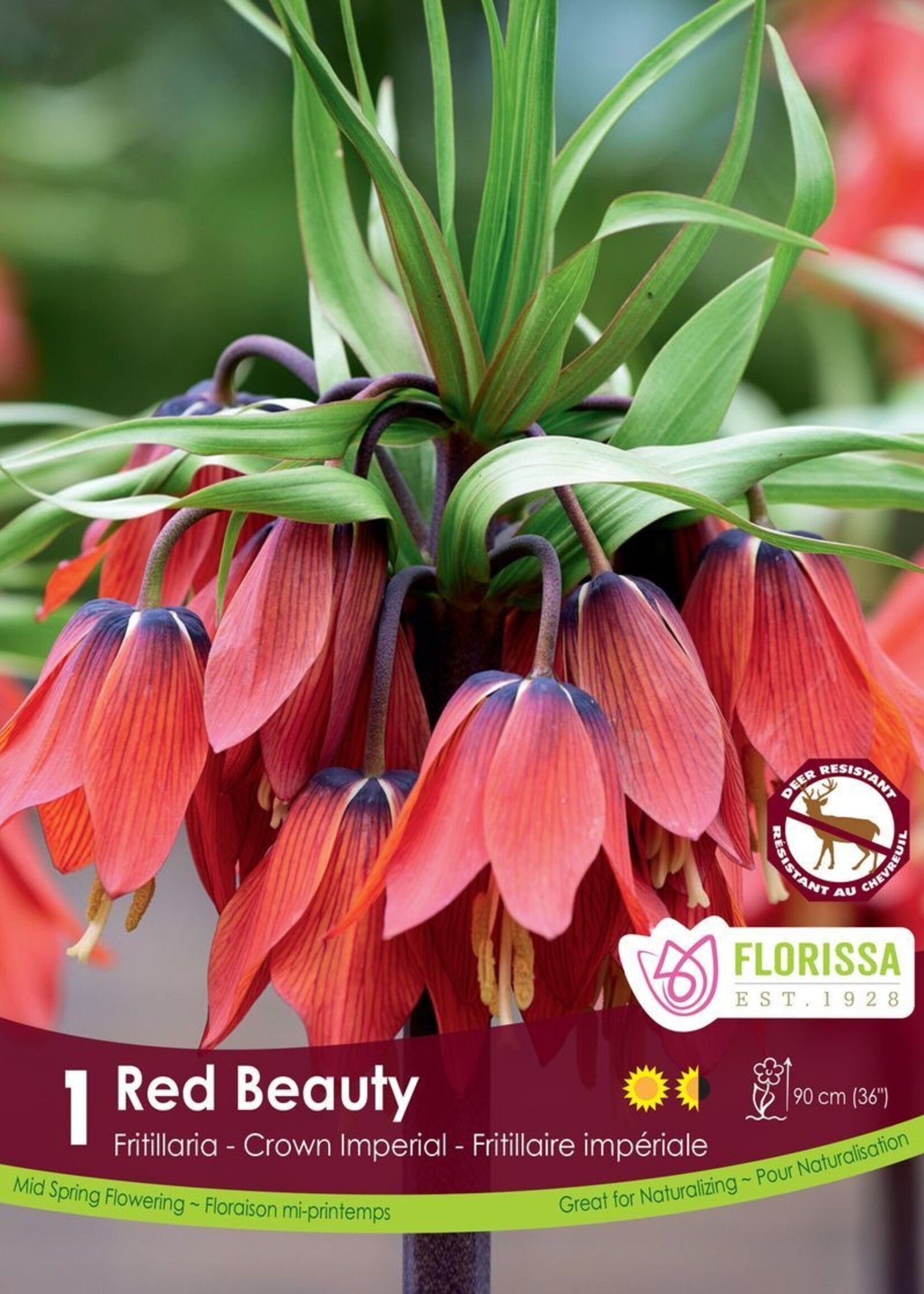 Florissa Red Beauty Fritillaria (Crown Imperial) 1/pkg