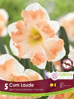 Florissa Cum Laude Daffodil (Narcissi) 5/pkg