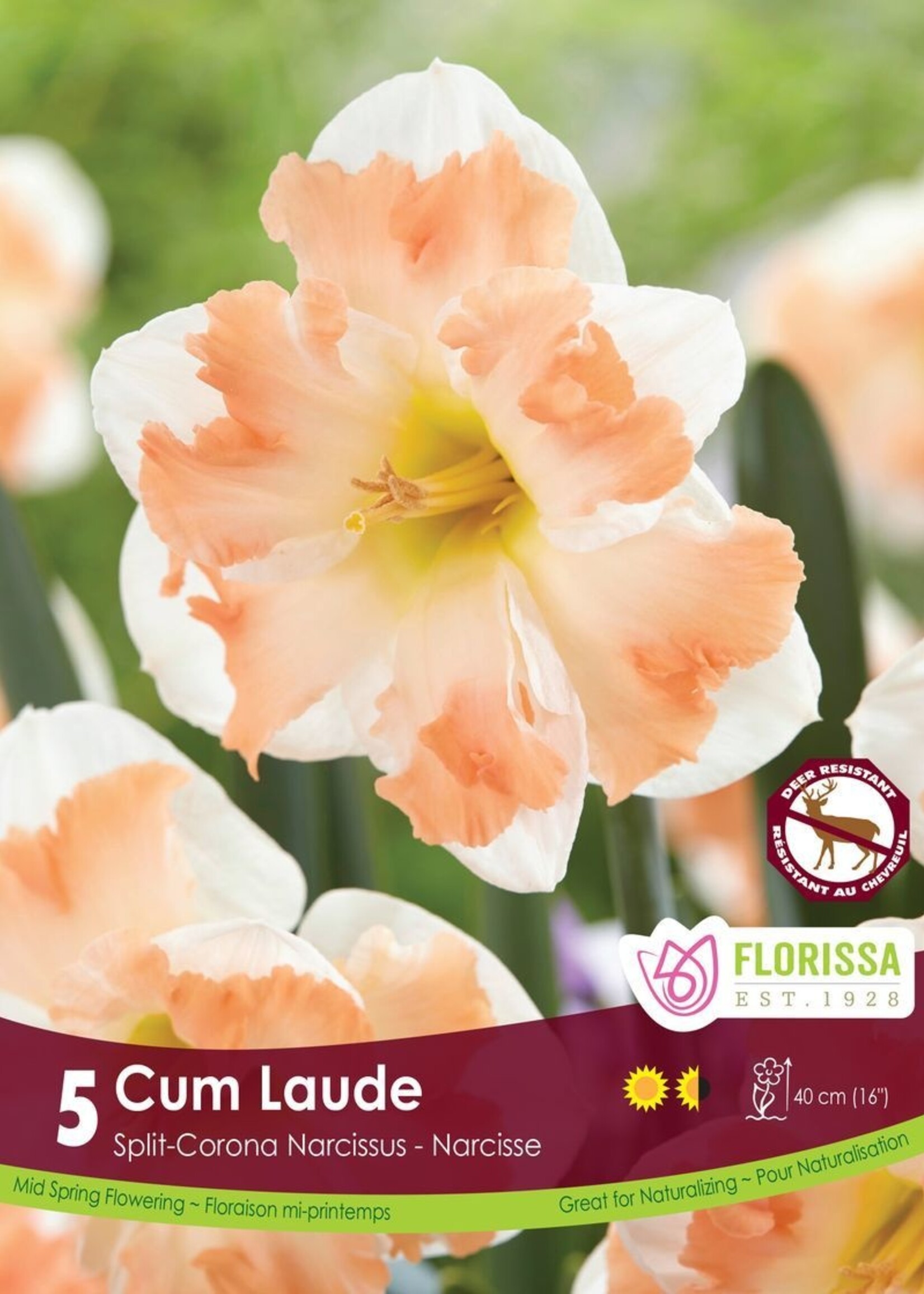 Florissa Cum Laude Daffodil (Narcissi) 5/pkg