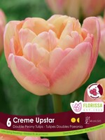 Florissa Creme Upstar Tulip 6/pkg