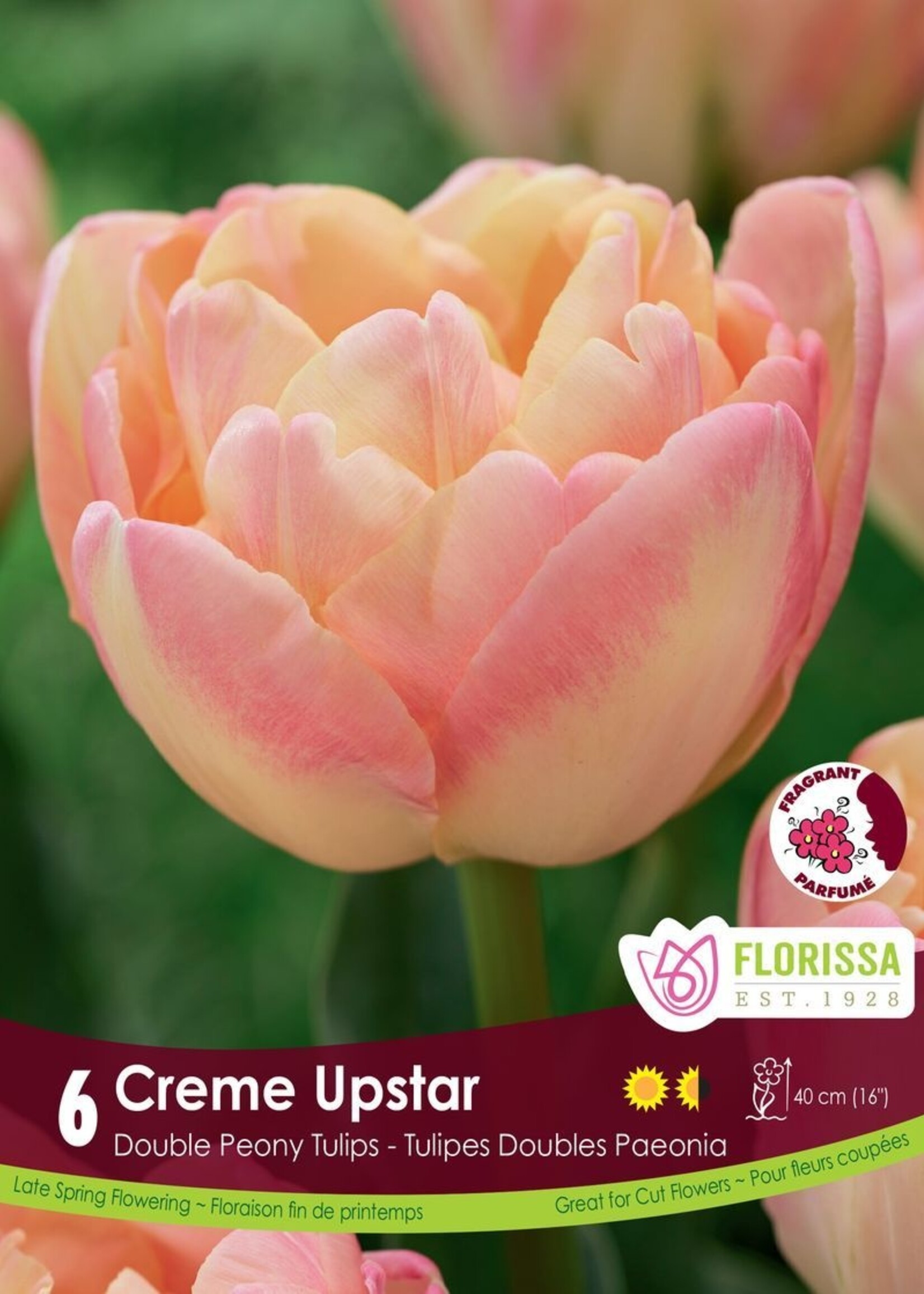 Florissa Creme Upstar Tulip 6/pkg