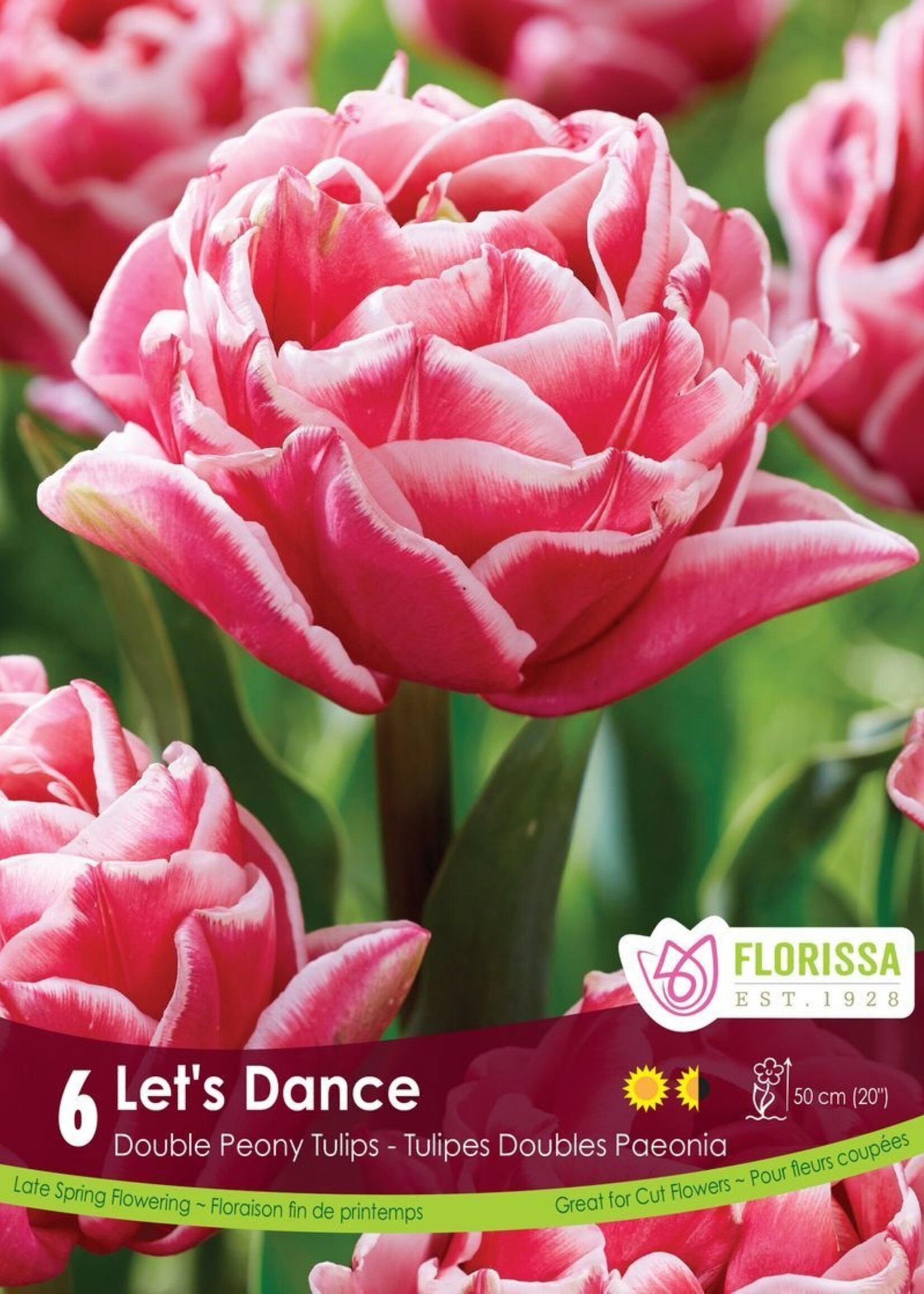 Florissa Let's Dance Tulip 6/pkg