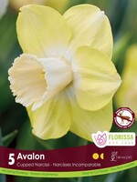 Florissa Avalon Daffodil (Narcissi) 5/pkg