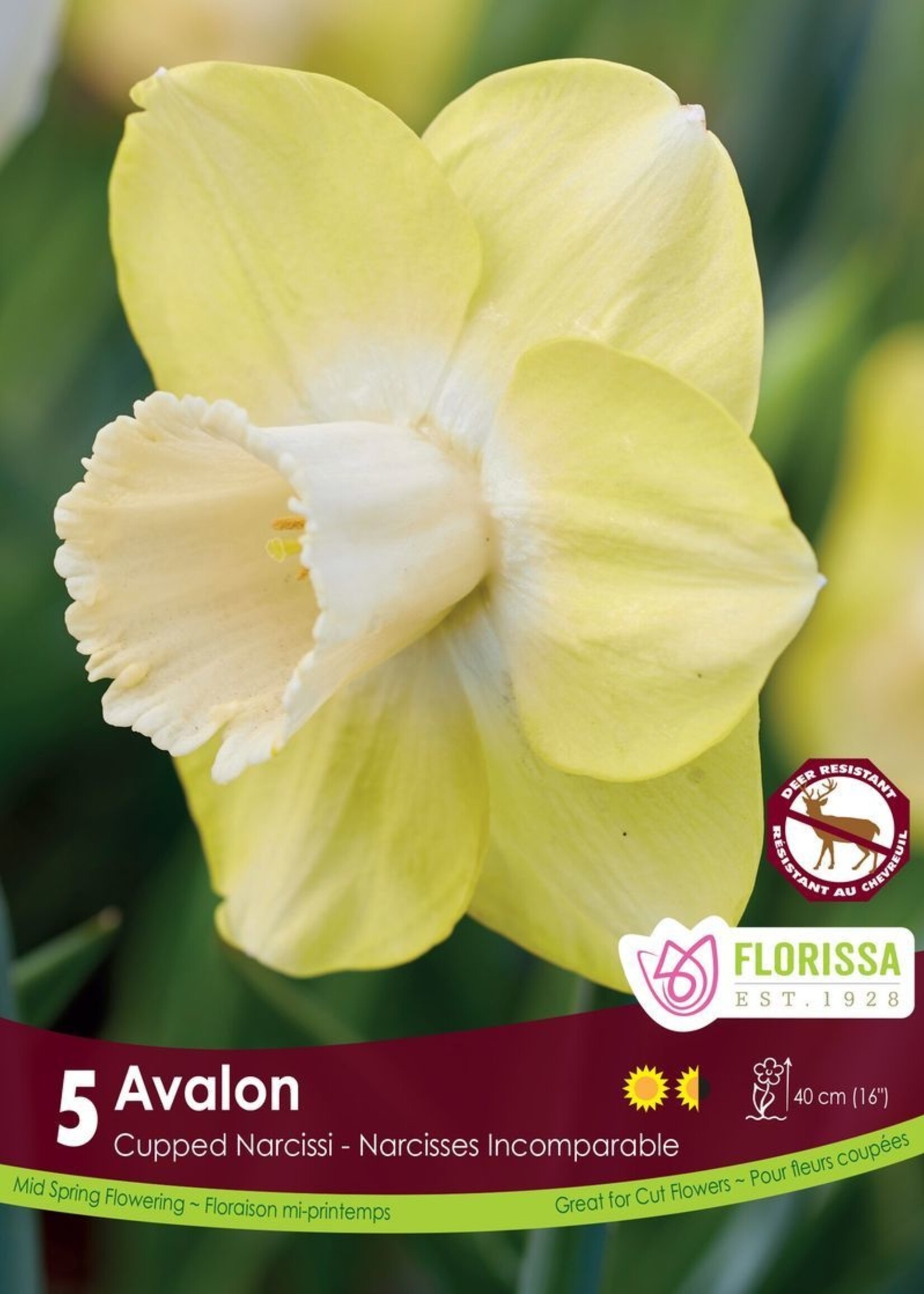 Florissa Avalon Daffodil (Narcissi) 5/pkg