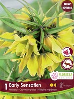 Florissa Early Sensation Fritillaria (Crown Imperial) 1/pkg