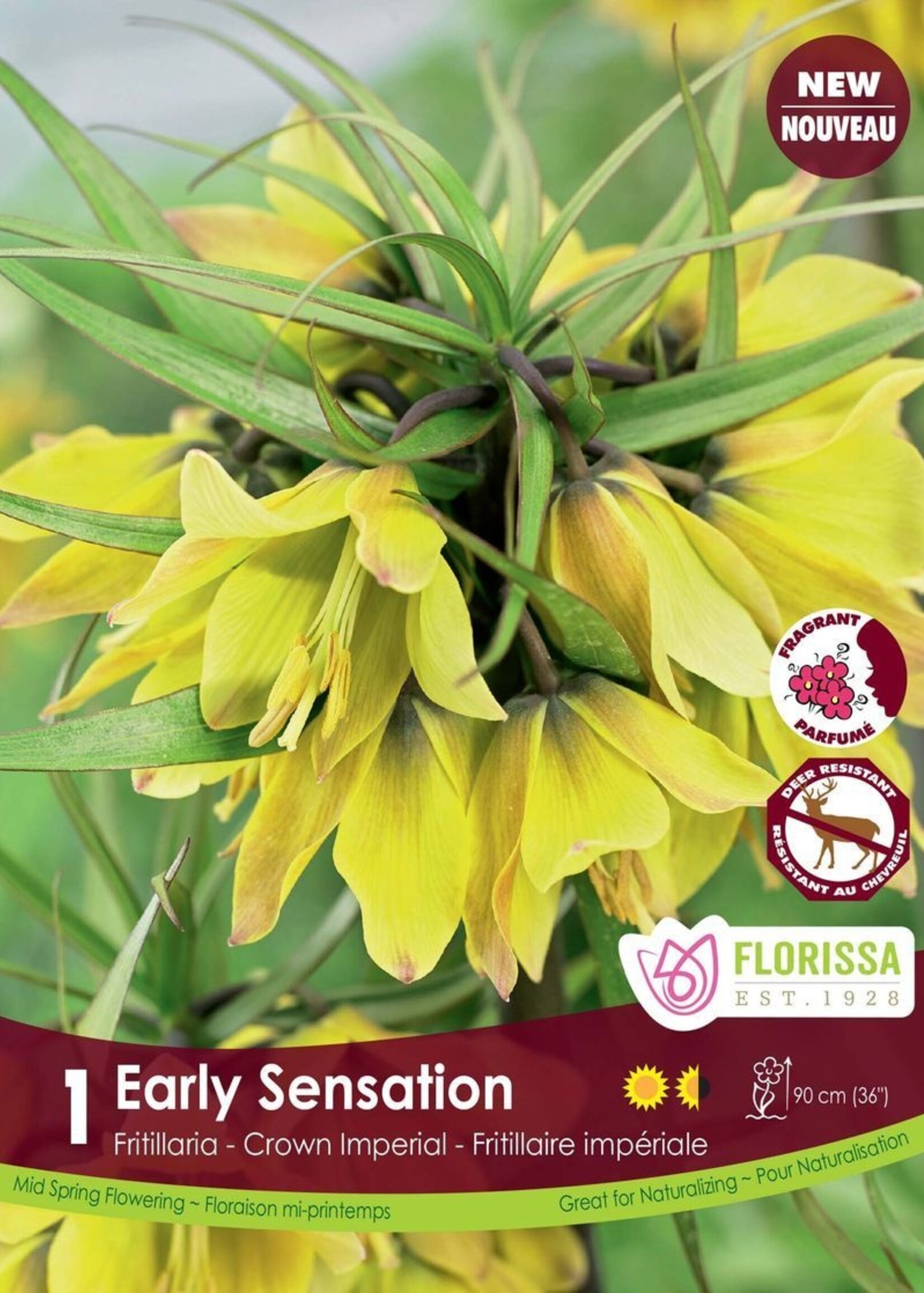Florissa Early Sensation Fritillaria (Crown Imperial) 1/pkg