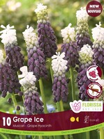 Florissa Grape Ice Muscari (Grape Hyacinth) 5/pkg