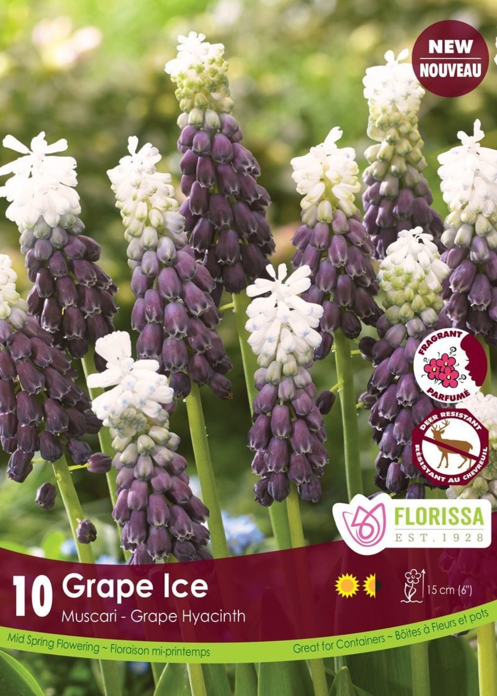 Florissa Grape Ice Muscari (Grape Hyacinth) 5/pkg