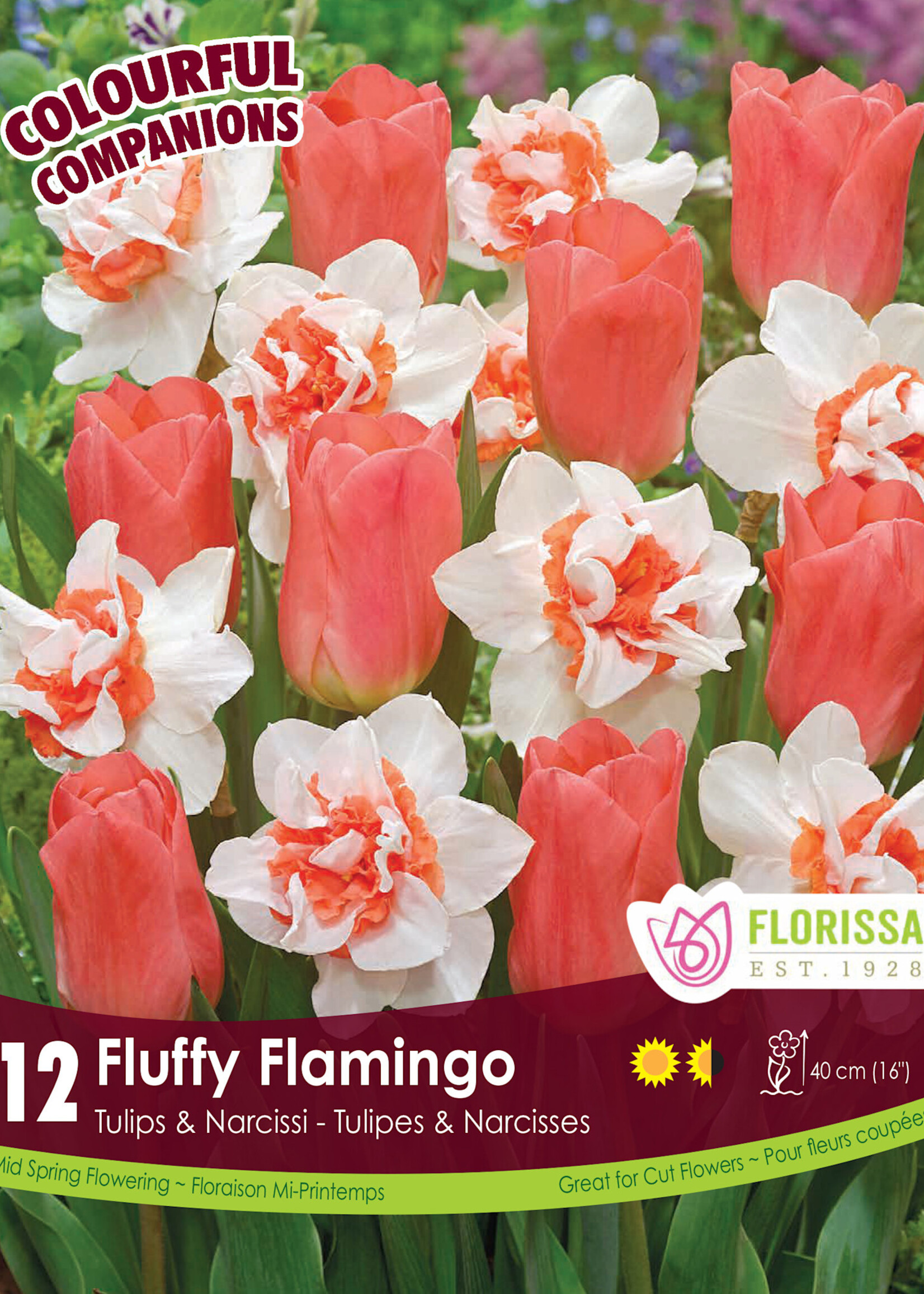 Florissa Colourful Companions Fluffy Flamingo Daffodil and Tulip Blend 12/pkg