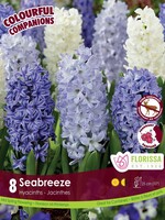 Florissa Colourful Companions Seabreeze Hyacinth Blend 8/pkg