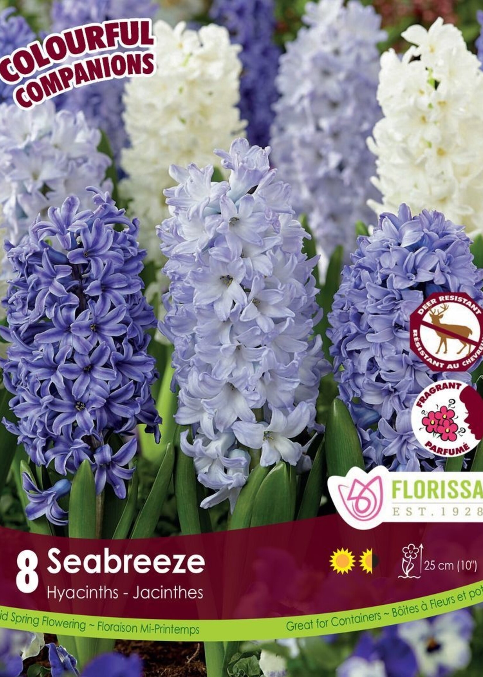 Florissa Colourful Companions Seabreeze Hyacinth Blend 8/pkg