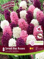 Florissa Colourful Companions Smell the Roses Hyacinth Blend 8/pkg