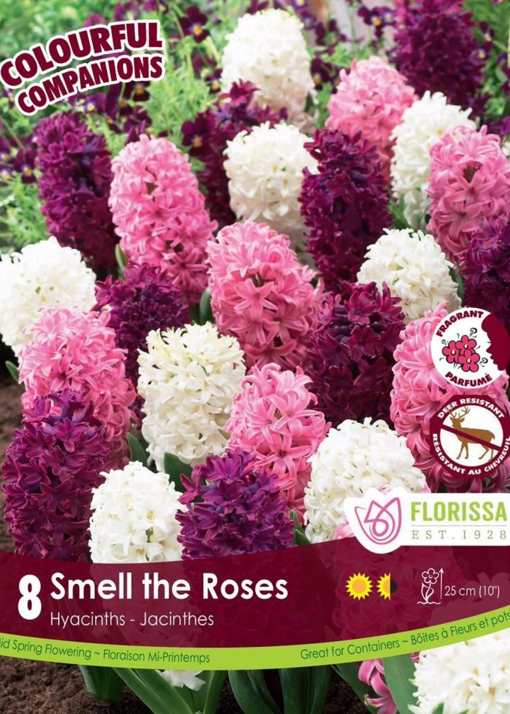 Florissa Colourful Companions Smell the Roses Hyacinth Blend 8/pkg