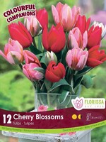 Florissa Colourful Companions Cherry Blossoms Tulip Blend 12/pkg