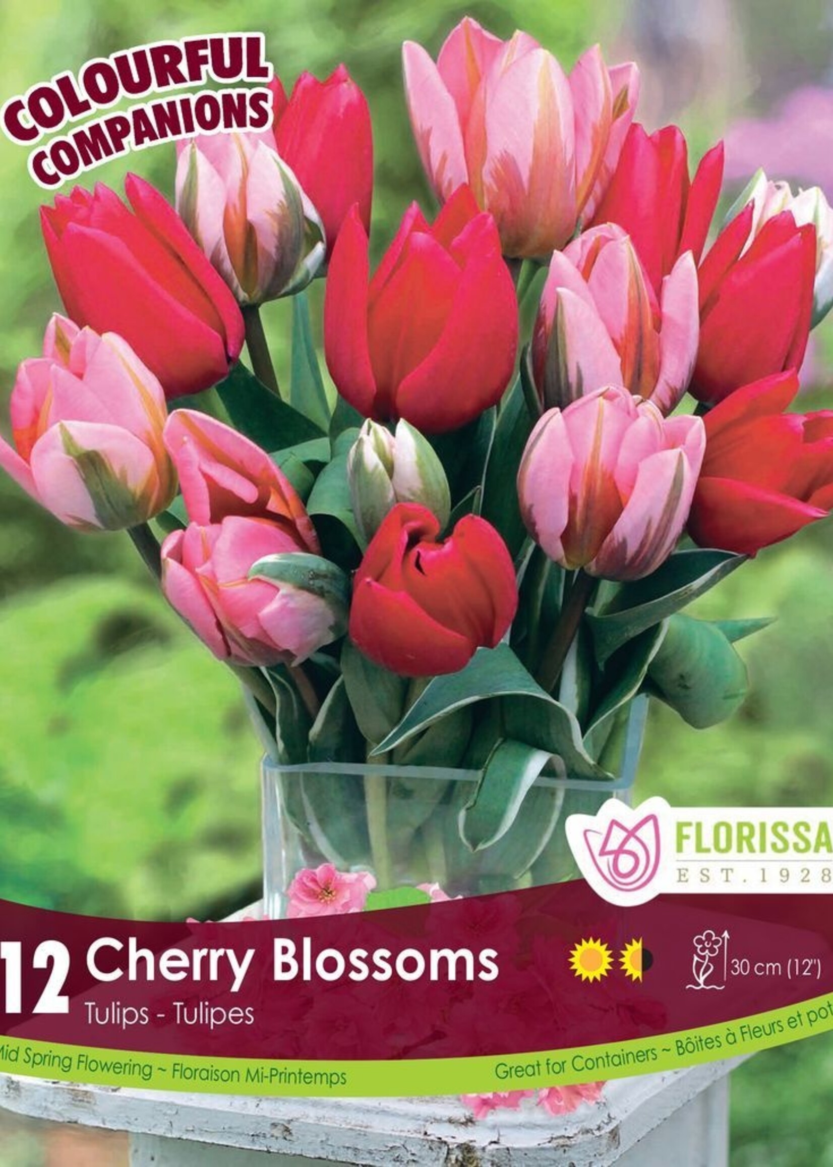 Florissa Colourful Companions Cherry Blossoms Tulip Blend 12/pkg