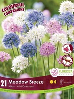 Florissa Colourful Companions Meadow Breeze Allium Blend 21/pkg
