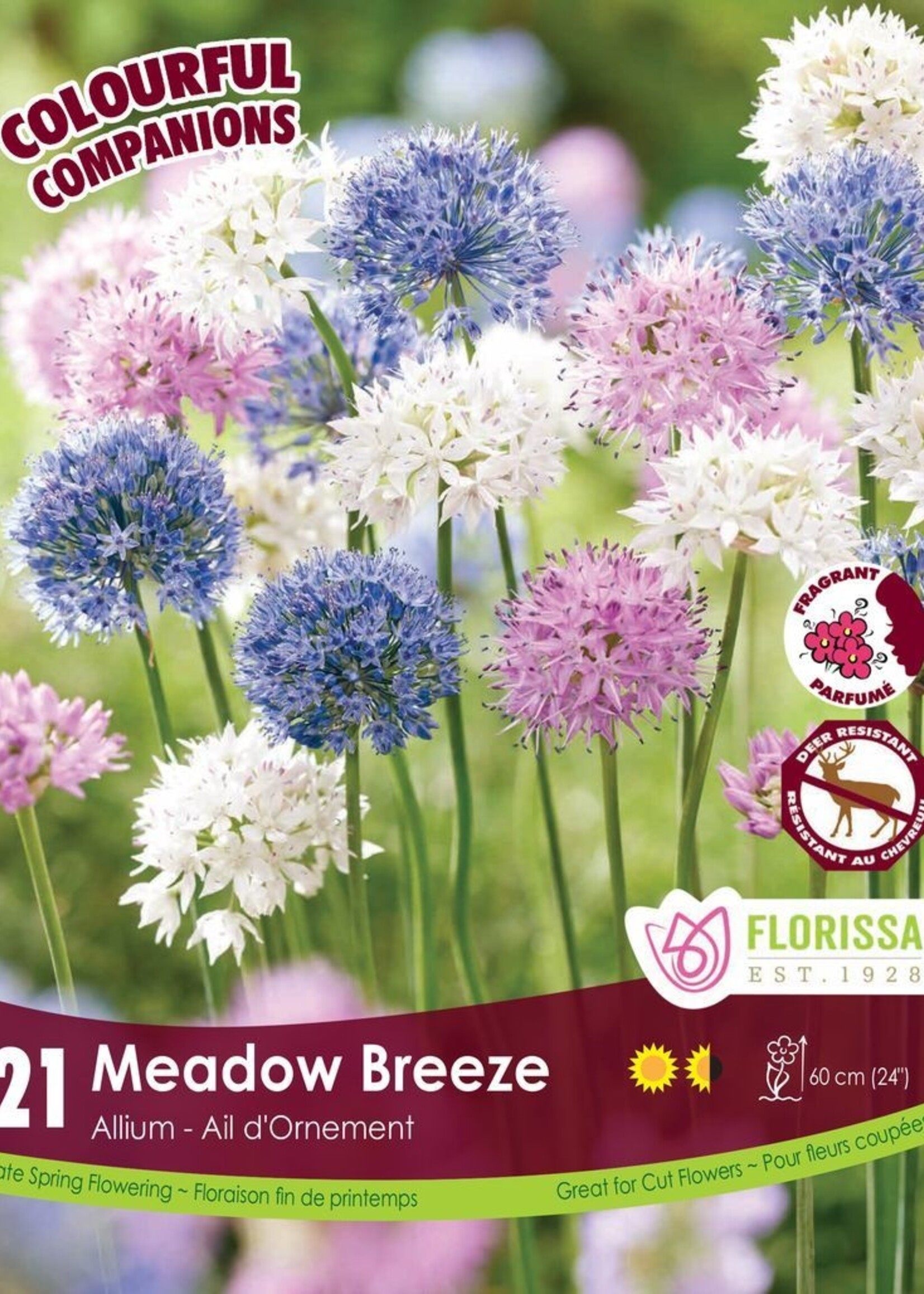 Florissa Colourful Companions Meadow Breeze Allium Blend 21/pkg