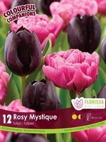 Florissa Colourful Companions Rosy Mystique Tulip Blend 12/pkg