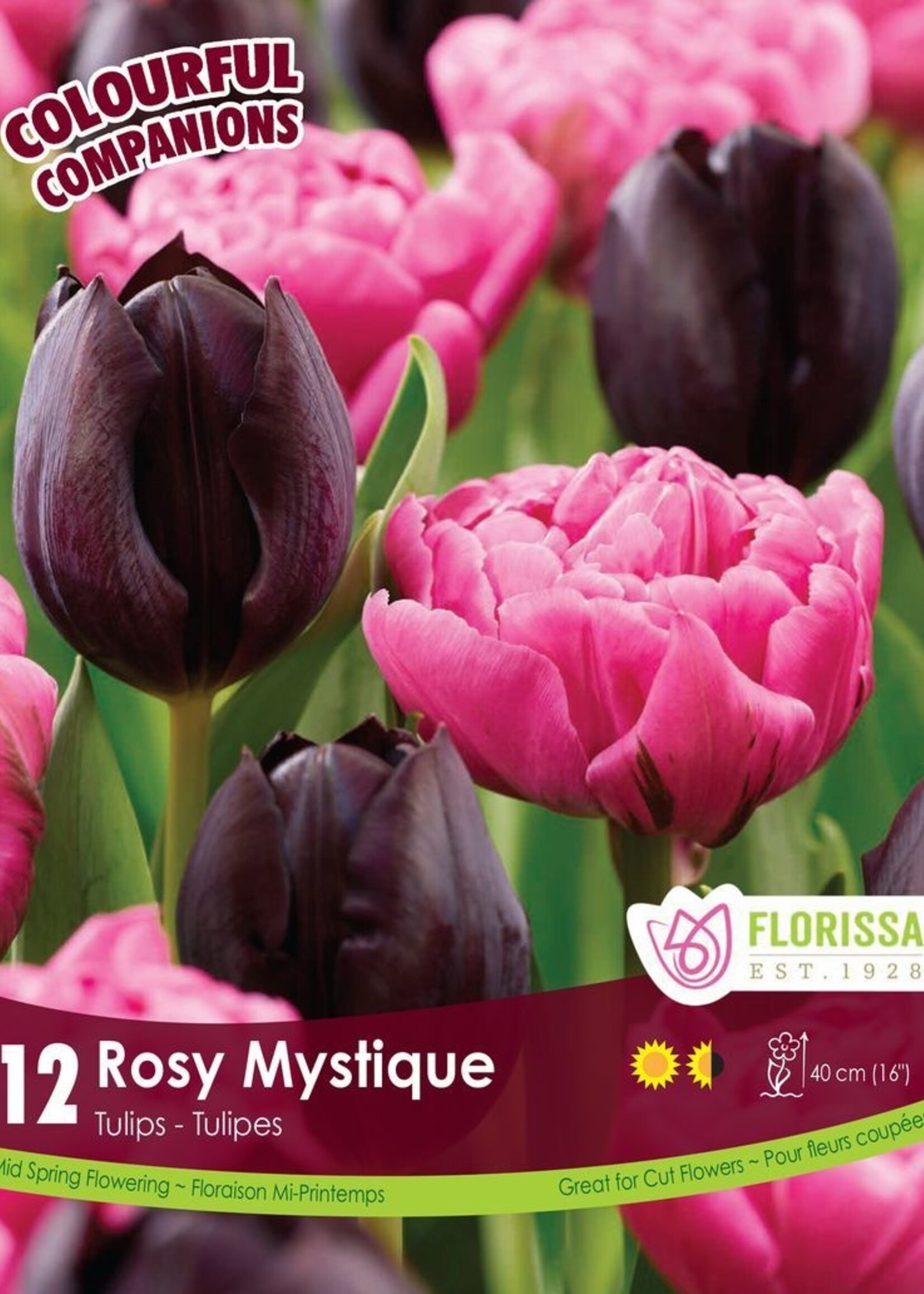 Florissa Colourful Companions Rosy Mystique Tulip Blend 12/pkg