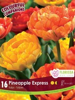 Florissa Colourful Companions Pineapple Express Tulip Blend 16/pkg