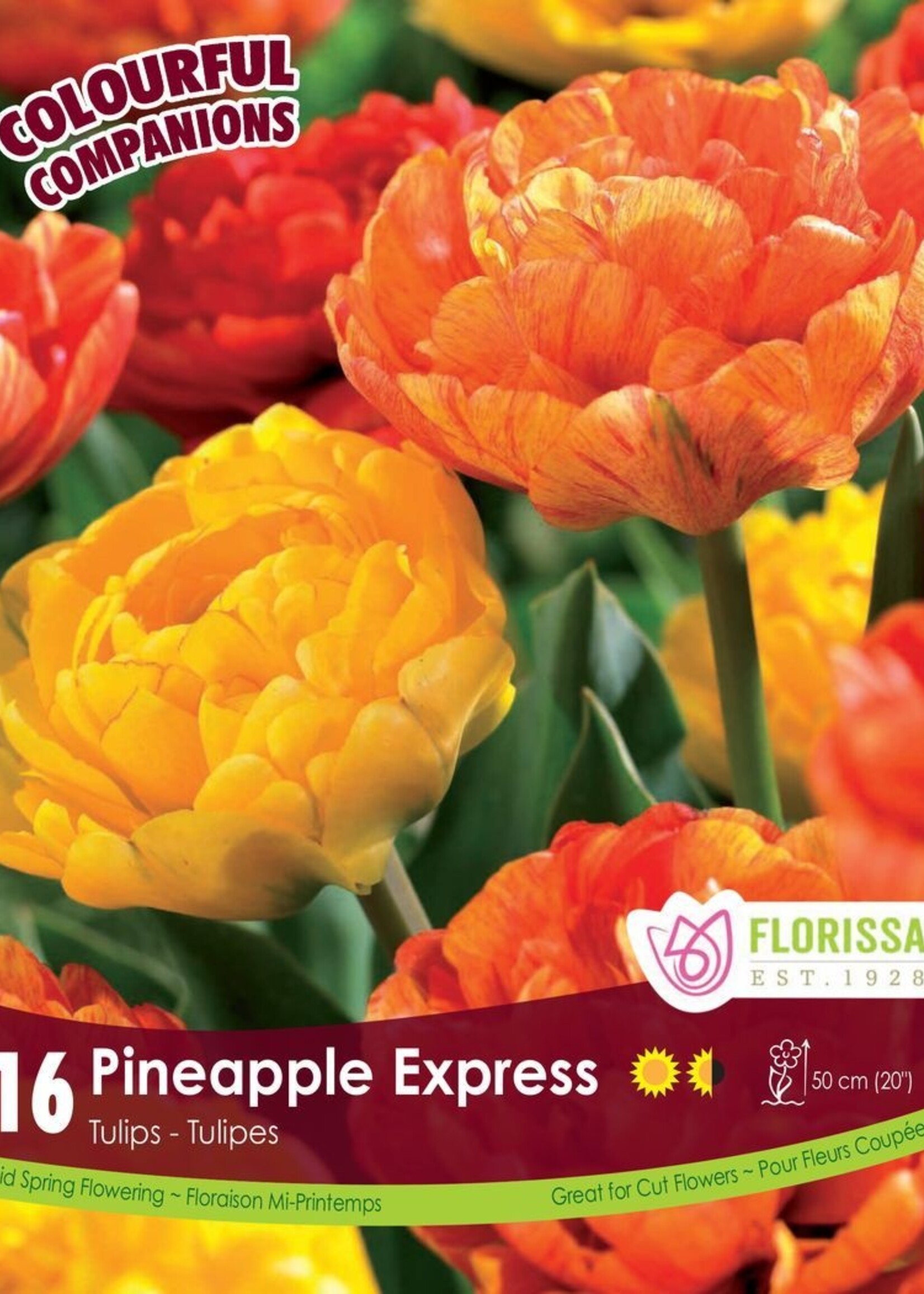 Florissa Colourful Companions Pineapple Express Tulip Blend 16/pkg