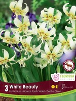 Florissa White Beauty Trout Lily (Erythronium) 3/pkg