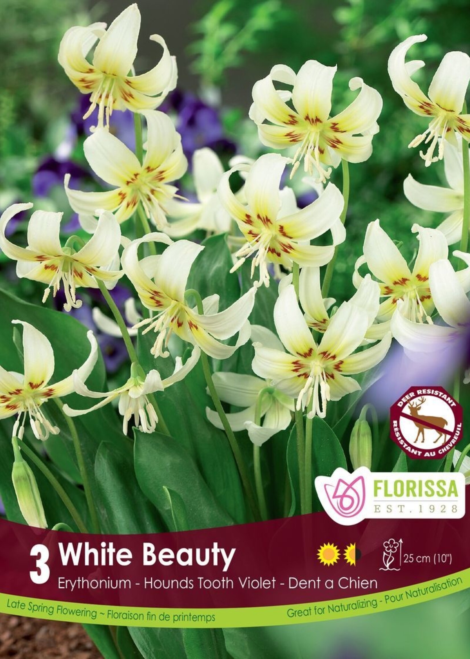 Florissa White Beauty Trout Lily (Erythronium) 3/pkg