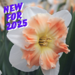 New for 2025
