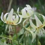Trout Lily (Erythronium)