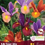 Dutch Iris