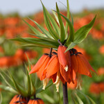Fritillaria
