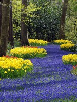 Fall Bulb Planting Workshop  Saturday, Sept 19 @ 10-11 am