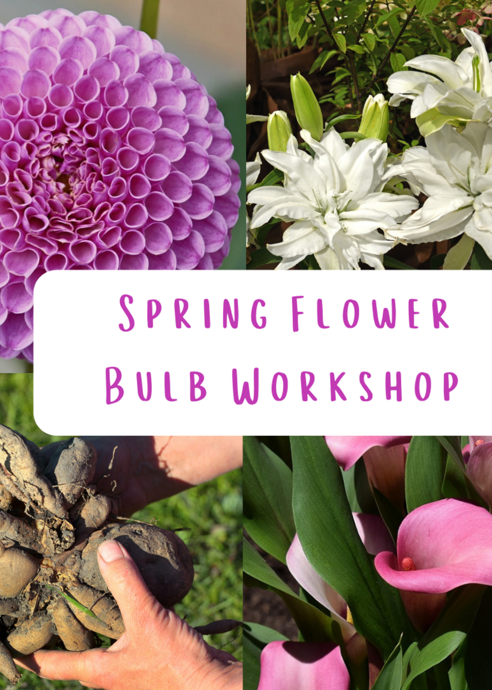 Spring Flower Bulb Workshop- Tuesday, April 21 @ 5:30-6:45 pm