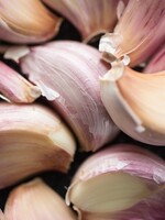 Russian Red Garlic - 100 Bulk Bulbs