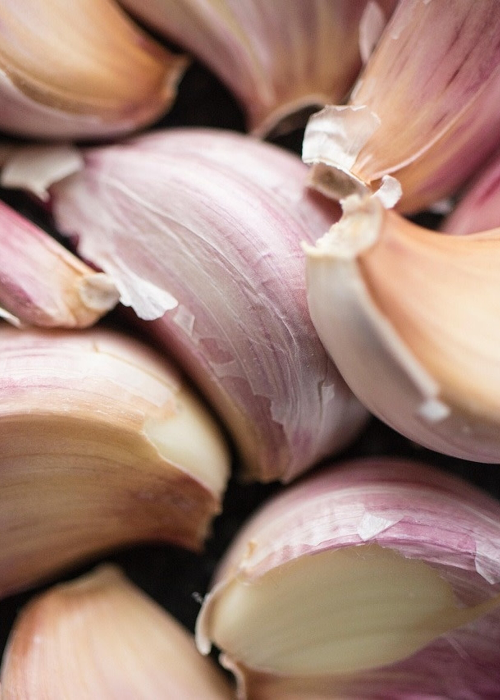 Russian Red Garlic - 100 Bulk Bulbs