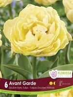 Florissa Avante Garde Tulip 6/pkg
