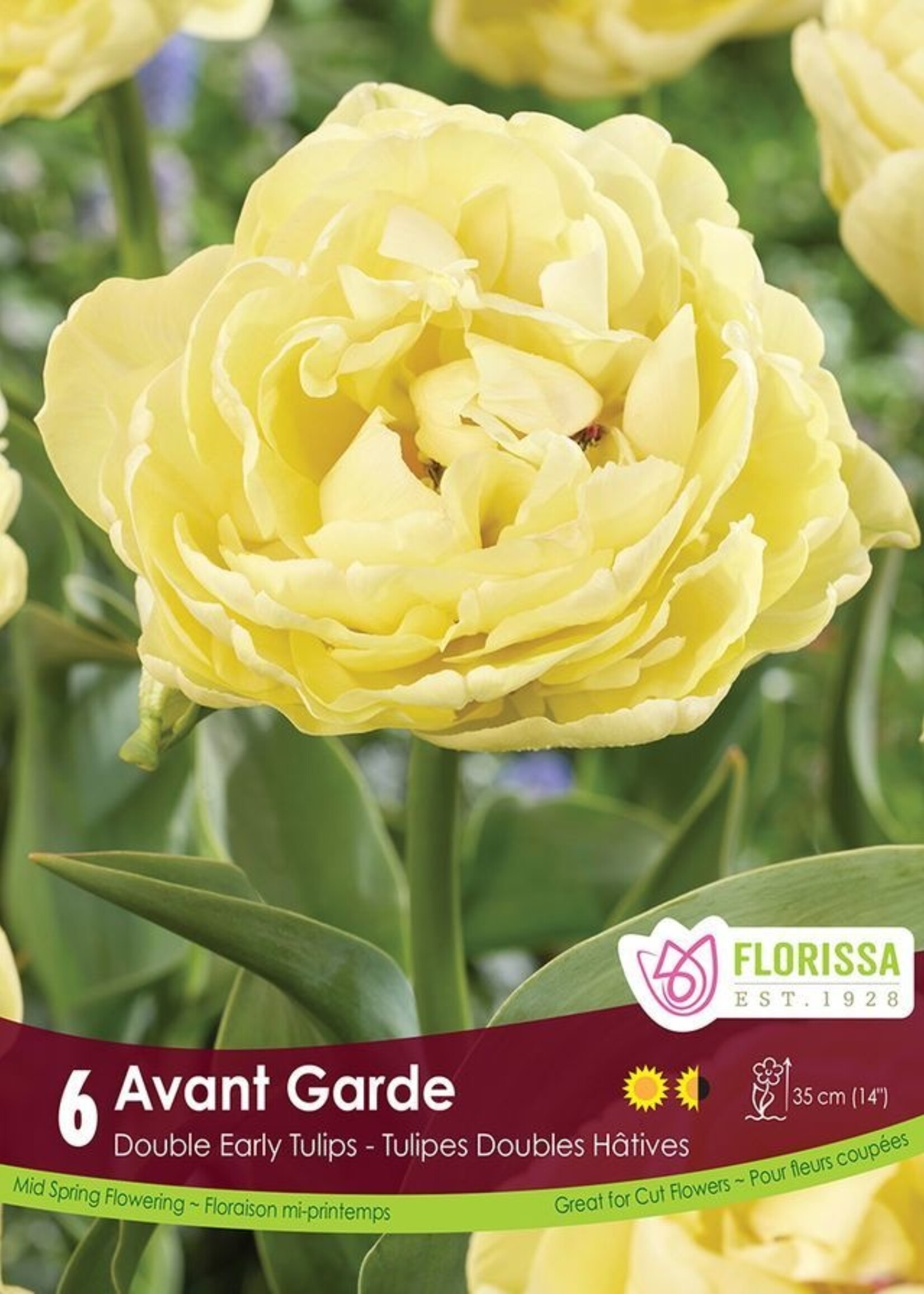 Florissa Avante Garde Tulip 6/pkg