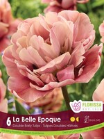 Florissa La Belle Epoque Tulip 6/pkg