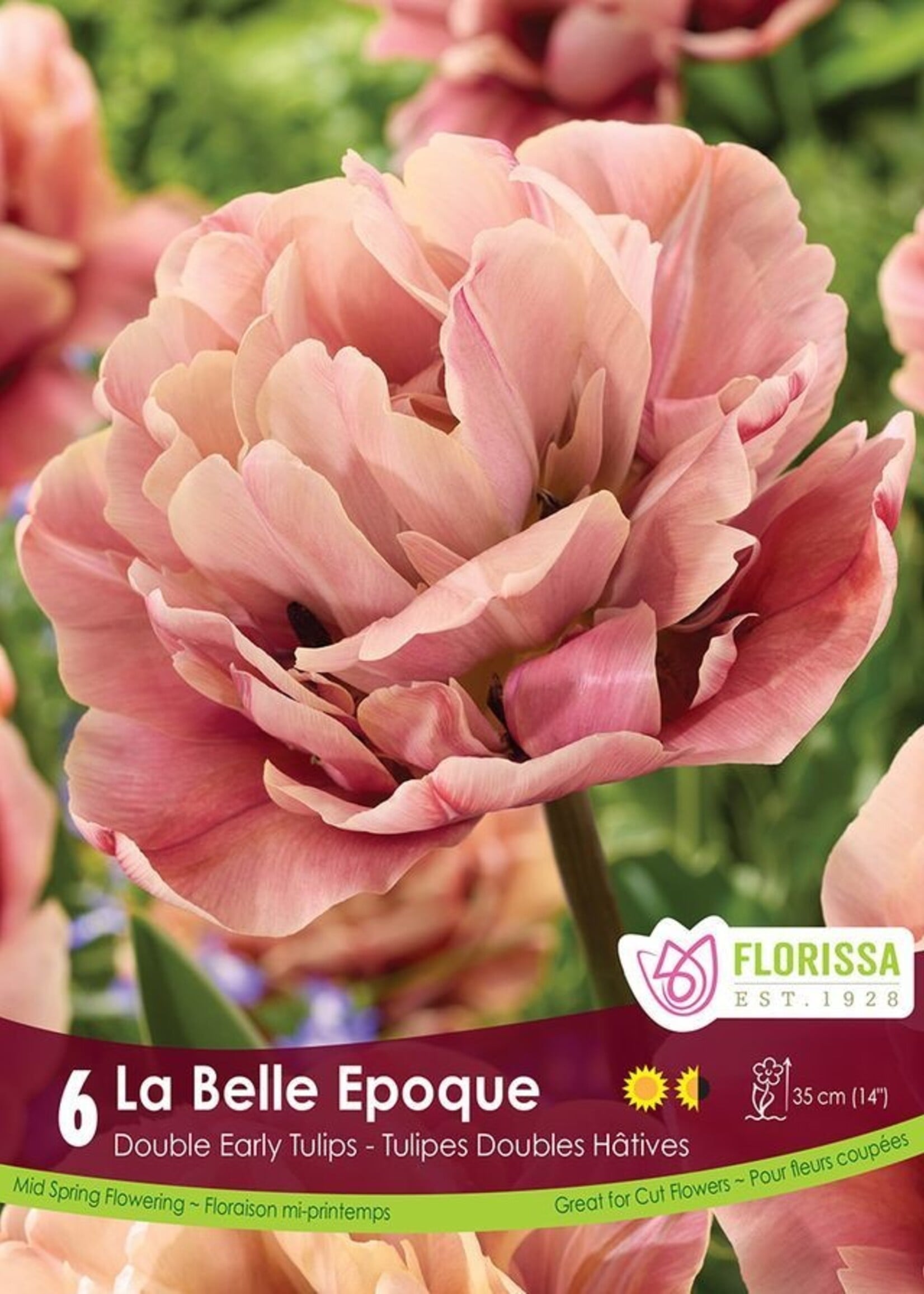 Florissa La Belle Epoque Tulip 6/pkg