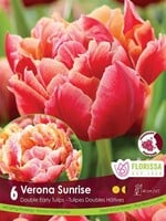 Florissa Verona Sunrise Tulip 6/pkg
