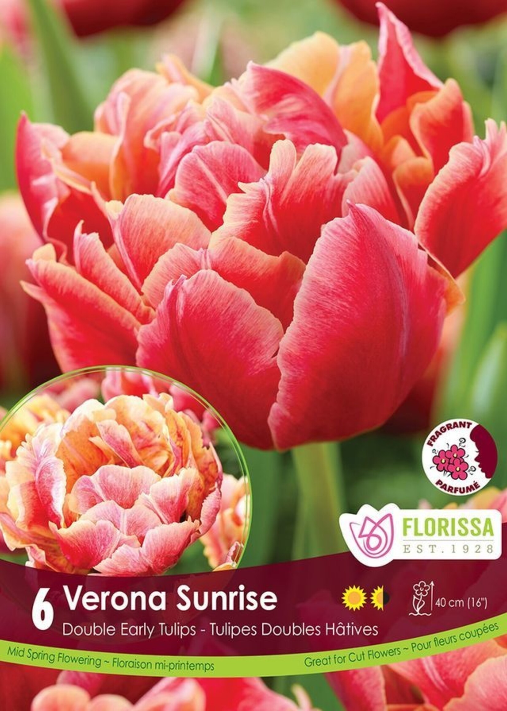 Florissa Verona Sunrise Tulip 6/pkg
