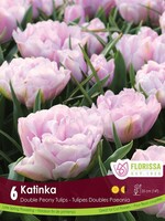 Florissa Katinka Tulip 6/pkg