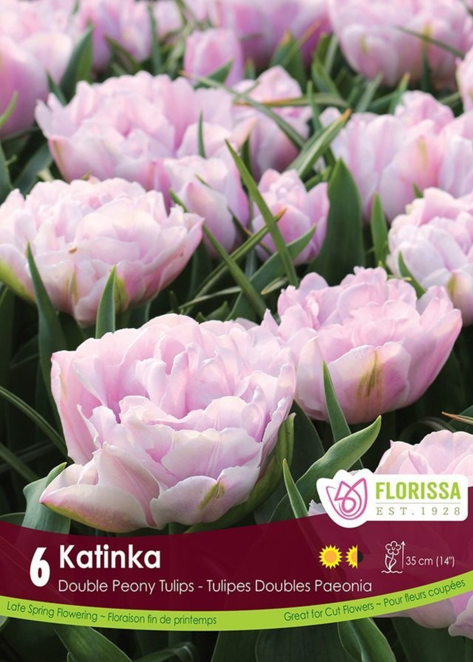 Florissa Katinka Tulip 6/pkg
