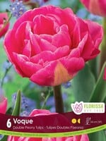 Florissa Voque Tulip 6/pkg