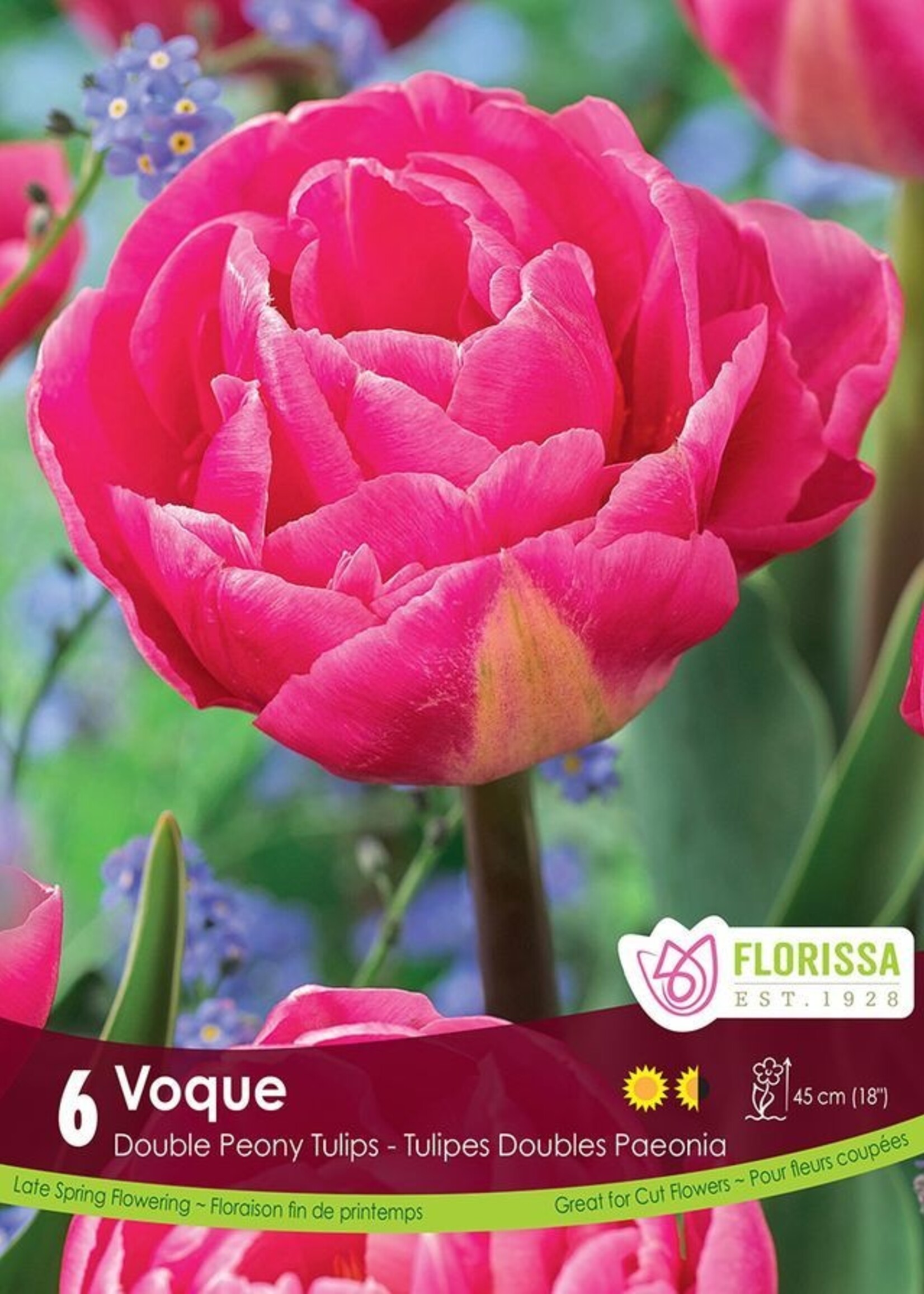 Florissa Voque Tulip 6/pkg
