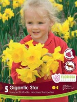 Florissa Gigantic Star Daffodil (Narcissi) 5/pkg