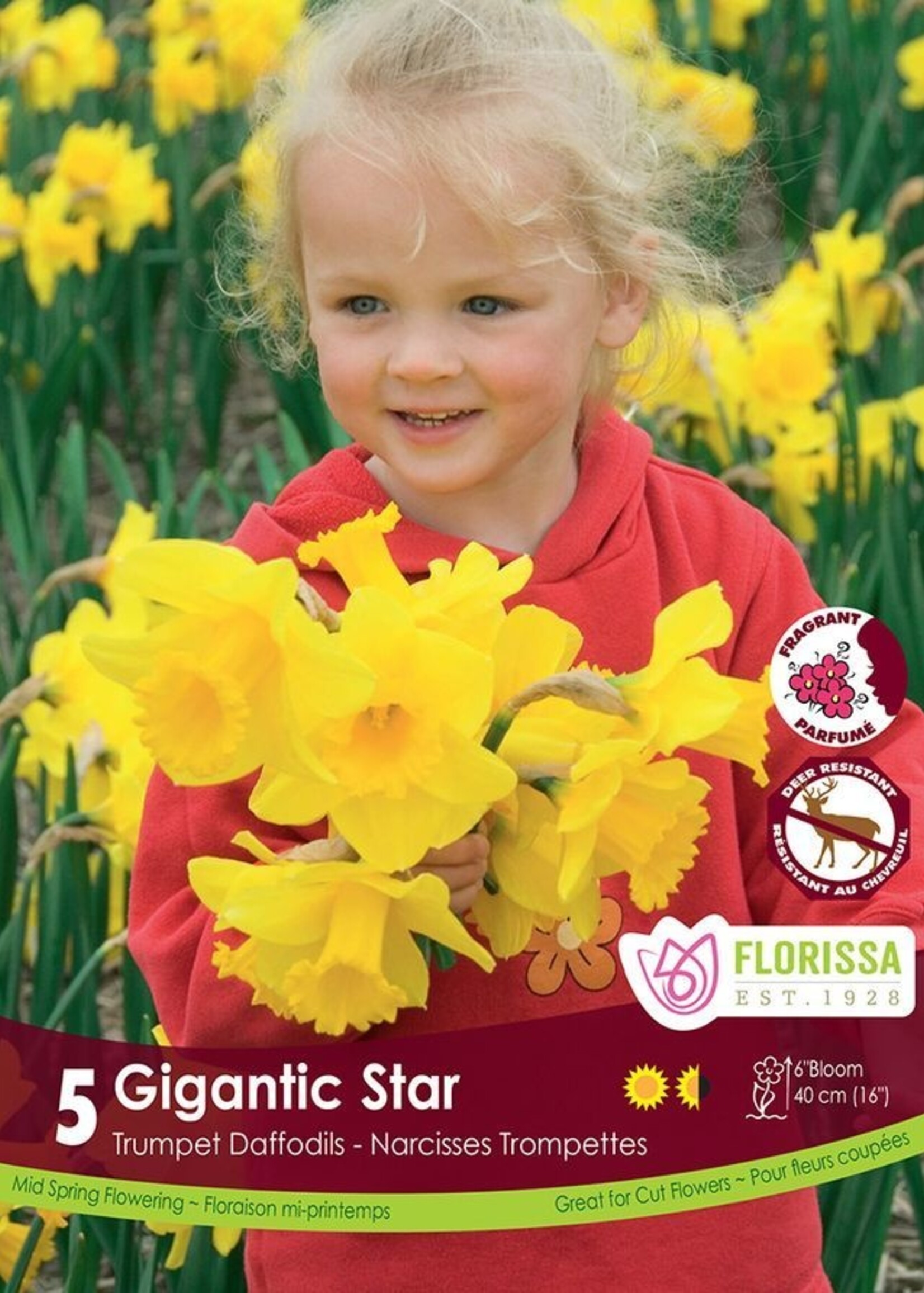 Florissa Gigantic Star Daffodil (Narcissi) 5/pkg