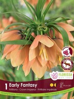 Florissa Early Fantasy Fritillaria (Crown Imperial) 1/pkg