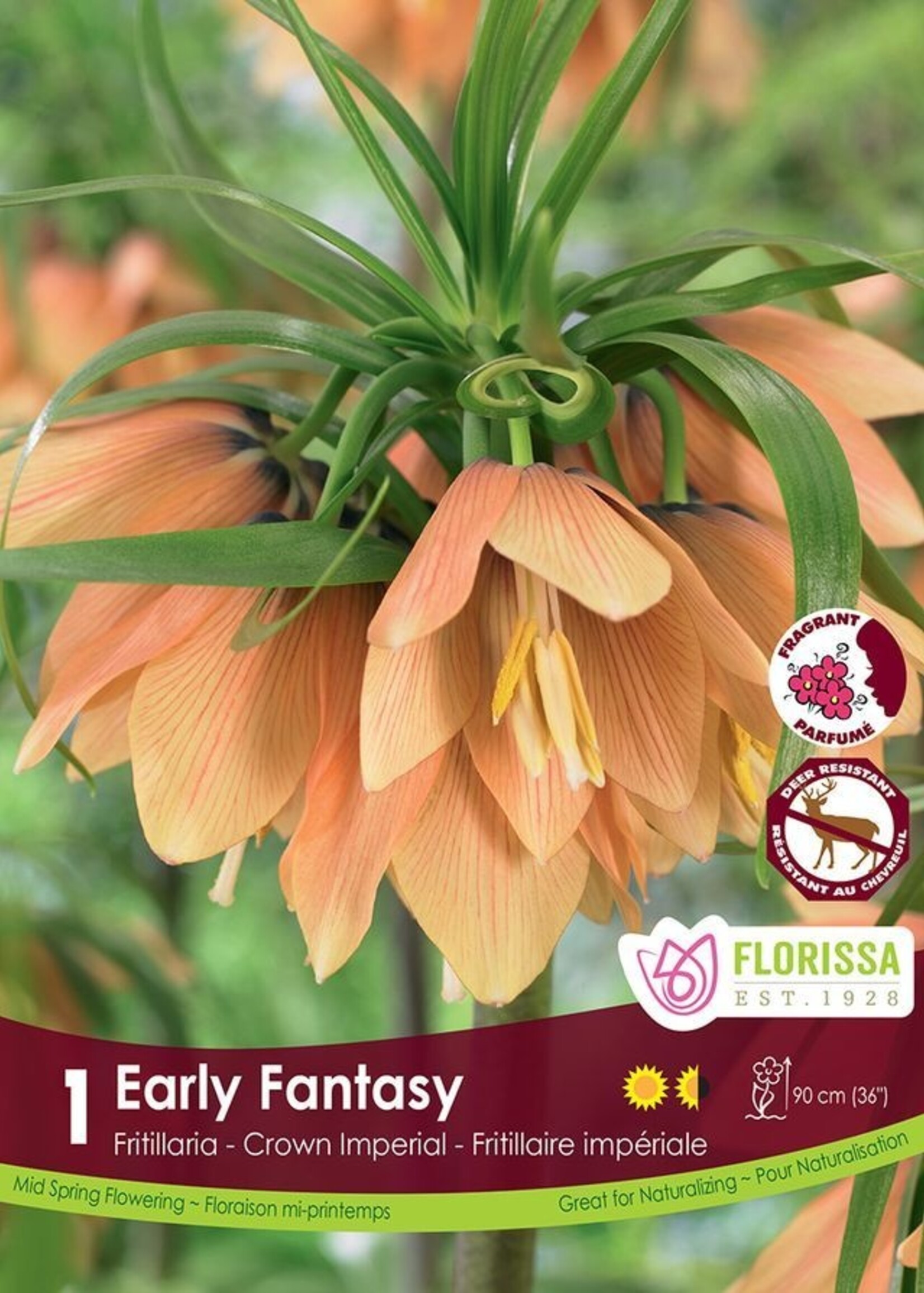 Florissa Early Fantasy Fritillaria (Crown Imperial) 1/pkg