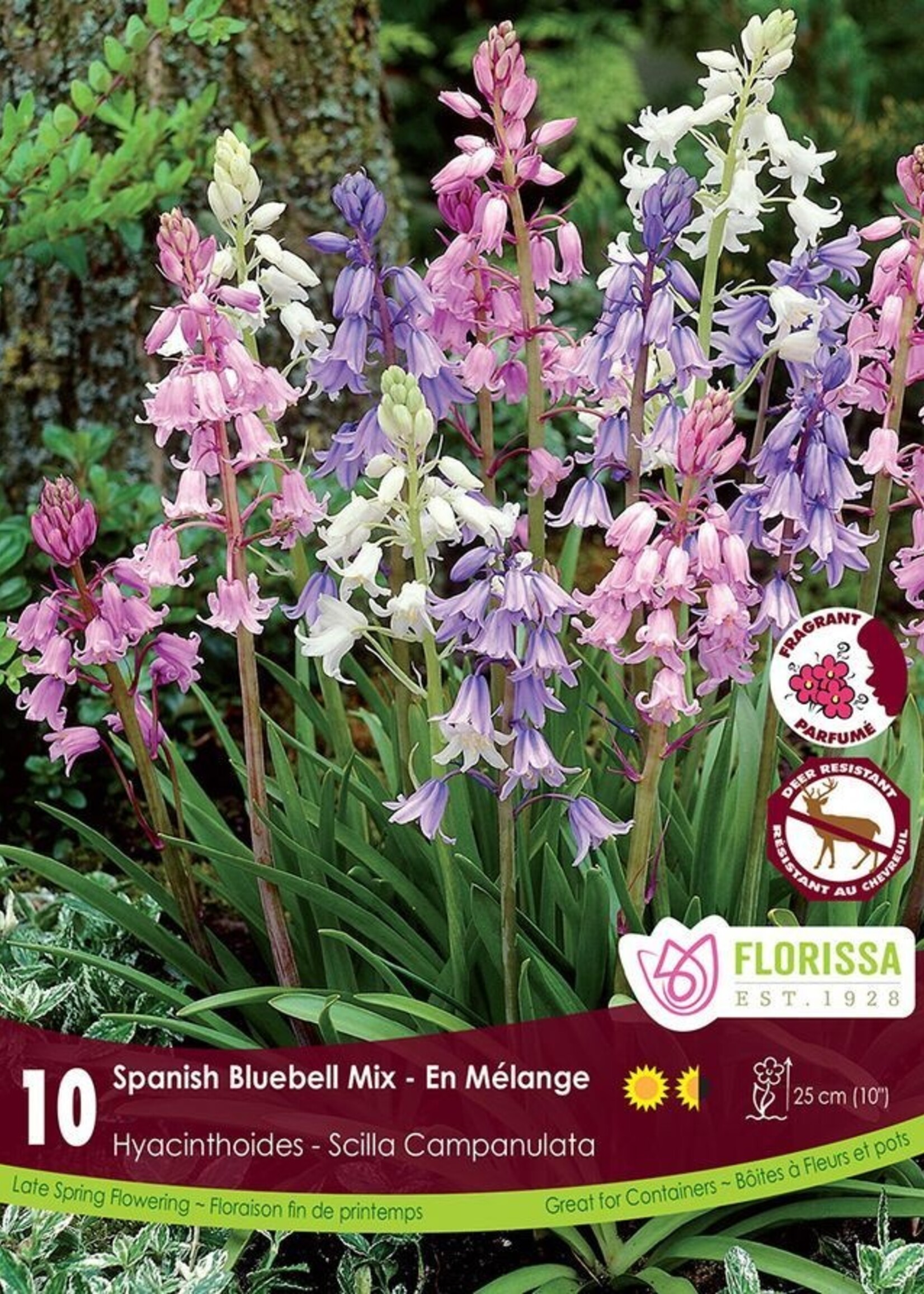 Florissa Campanula Mix Siberian Squill (Scilla) 10/pkg